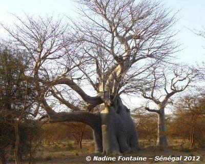 Baobab Eléphant