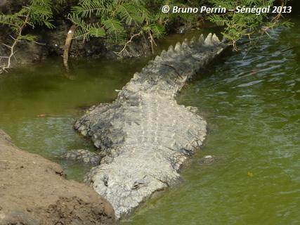 Crocoldile du Nil