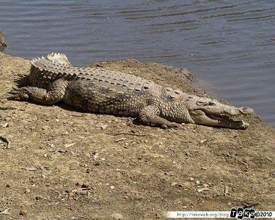 Crocoldile du Nil