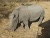 miniature Rhino blanc 