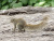 miniature écureuil gris