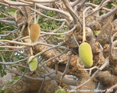 Fruit Baobab ou Pain de singe