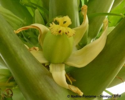 Fleur femelle de papaye